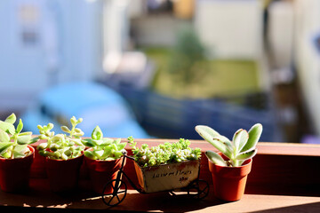 窓辺の景色　朝日が差し込む部屋の窓に飾られた観葉植物　窓のある生活