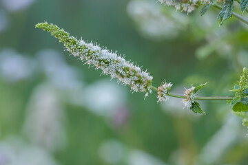 spearmint flower close up view in detail mentha piperita © David Jalda