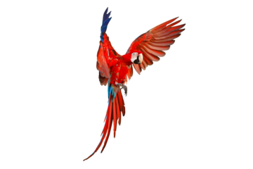 Green wing macaw parrot flying isolated on transparent background png file