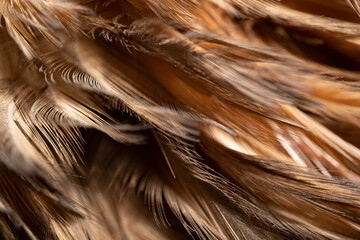The chicken feathers are tied into a wooden feather for cleaning. Beautiful abstract feathers and soft yellow feather texture. 