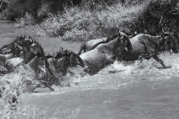 A herd of wildebeest crossing during the great migration. Black and White.	