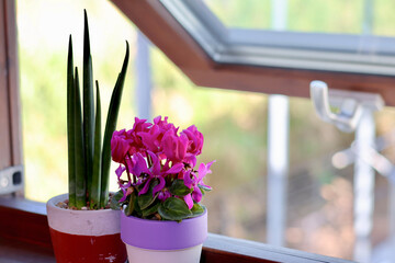 窓辺の景色　二階の窓に飾られた観葉植物　窓のある生活　癒やしの空間