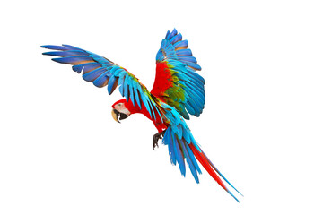 Green wing macaw parrot flying isolated on transparent background png file © Passakorn