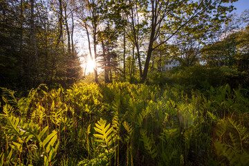 woods and Ferns