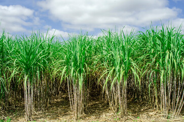 the sugar cane fields are lush with blue sky and clouds