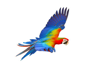 Colorful flying parrot isolated on transparent background png file