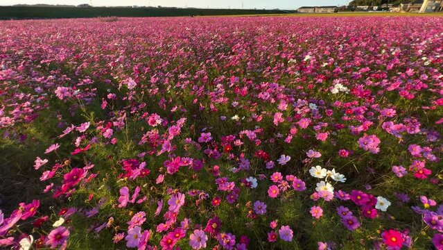 Cosmos flowers dancing as teh wind blows during a golden hour sunset