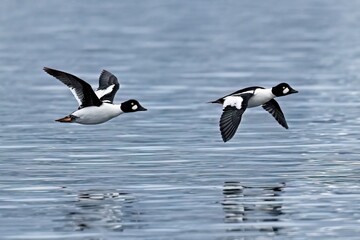Two common goldeneye flying low just above the water.