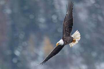Bald eagle soaring with wings spread wide.