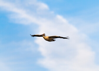 Photograph of an American White Pelican