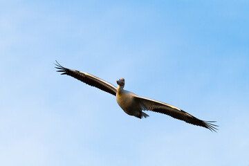 Photograph of an American White Pelican
