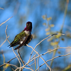 Photograph of an Anna's Hummingbird