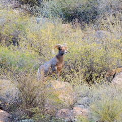 Photograph of Desert Big Horn Sheep