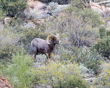 Photograph of Desert Big Horn Sheep