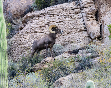 Photograph of Desert Big Horn Sheep