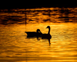 Silhouette of a Canadian Geese at sunrise.