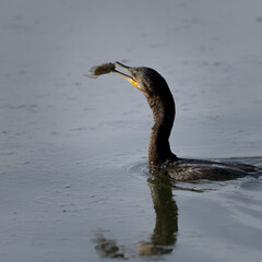 Photograph of a Cormorant eating a fish