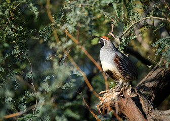 Photograph of a Gambles Quail. 
