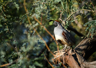 Photograph of a Gambles Quail. 