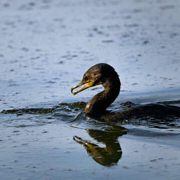 Photograph of a Cormorant eating a fish