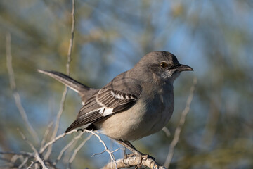 Photograph of a Mockingbird
