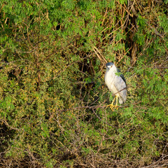 Photograph of a Night Heron