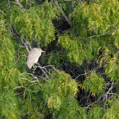 Photograph of a Night Heron