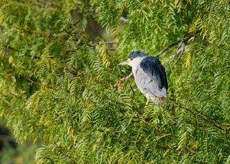 Photograph of a Night Heron