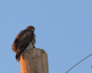 Photograph of a Red-Tailed Hawk