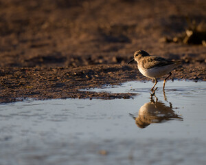 Photograph of a Sandpiper