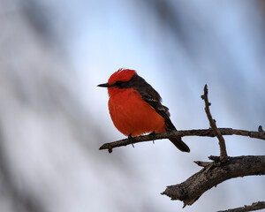 Photograph of a Vermillion Flycatcher