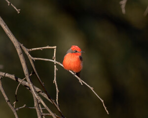 Photograph of a Vermillion Flycatcher