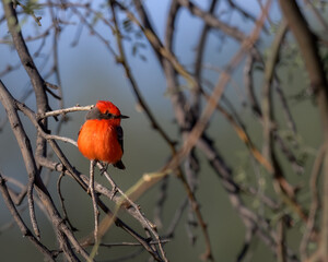 Photograph of a Vermillion Flycatcher