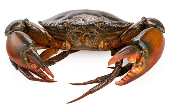 Seafood dish, Raw Serrated mud crab Isolate on white background , Fresh Red Crab seafood Isolate on white background.