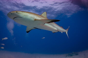 Obraz premium Caribbean reef sharks are the most common around the Bahamas