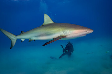 Caribbean reef sharks are the most common around the Bahamas