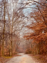 autumn in the park