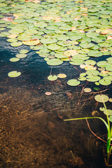 water lily in pond