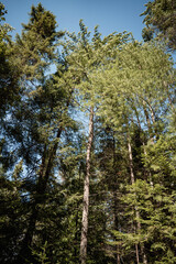 pine forest in autumn