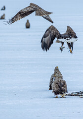 狩りをする野生の鳥たち