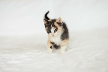 Fluffy Cute Calico Tri Colored Young Kitten Sitting and Laying Down on a Bed