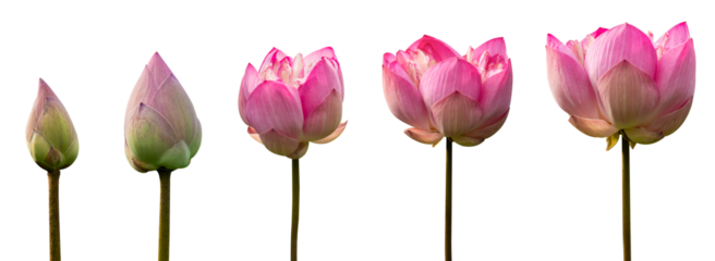 Lotus flower or pink lotus isolated on white background in Thailand.
