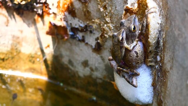 Common tree frog breeding by the male is hugged on the female back, Two Frogs are mating and laying egg in chunk of foam on concrete wall above the water , Amphibians in Thailand
