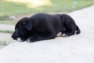 street puppies sleep on the ground