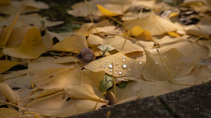 秋のイメージ｜銀杏の落葉