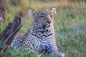 Adult leopard lying down in dry bush looking alert - Kenya.