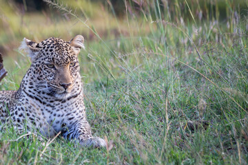 Adult leopard lying down in dry bush looking alert - Kenya.