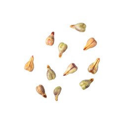 grape seed isolated on transparent png