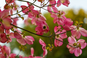 Bright pink Magnolia blossoms hang on their branch with a green tree backdrop.