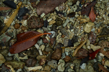 Sea coast background texture with seashells, dry mangrove leaves, gravel and small stones